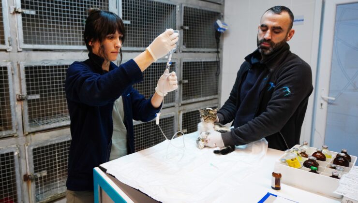 Beylikdüzü’nde patili dostlara sevgi dolu hizmetler