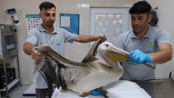 Göç yolculuğunda yaralanan pelikana ilk müdahale yapıldı