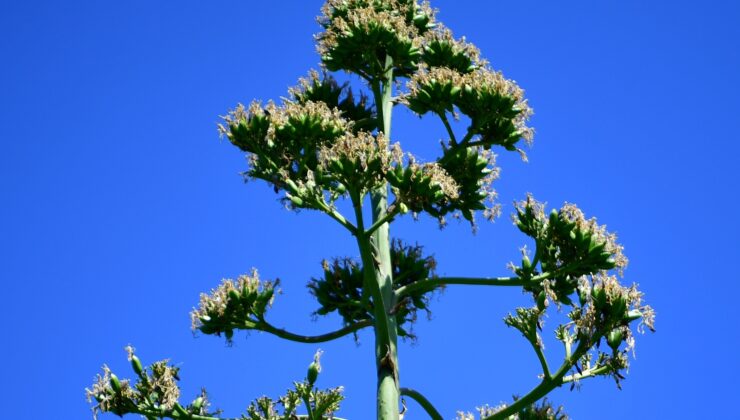 UNESCO listesindeki Agave bitkisi Beylikdüzü’nde çiçek açtı