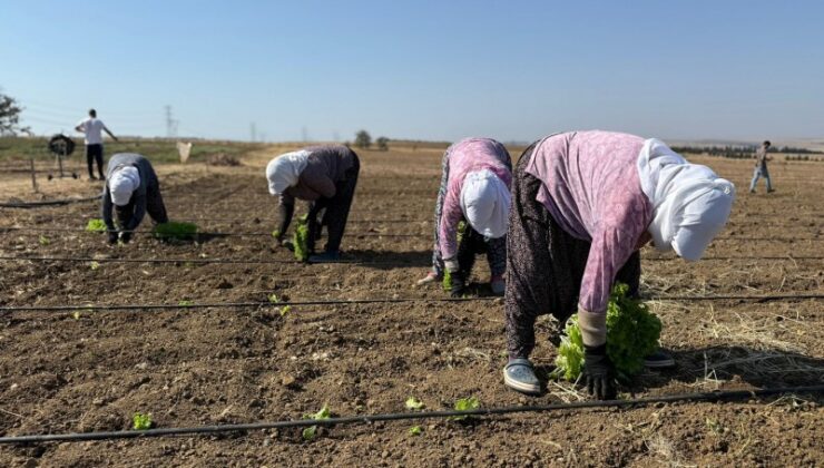 Silivri Belediyesi, kışlık fide ekimlerine başladı